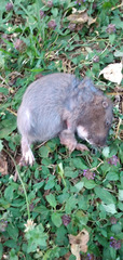 Thomomys bulbivorus