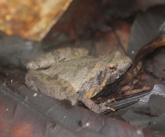 Microhyla berdmorei