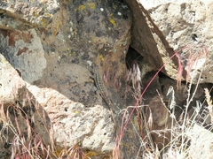 Sceloporus graciosus