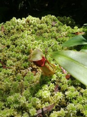 Nepenthaceae