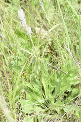 Plantago urvillei