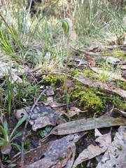 Pterostylis × toveyana