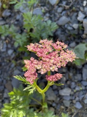 Mutellina purpurea