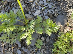 Mutellina purpurea