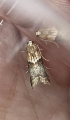 Acrobasis repandana