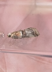 Acrobasis repandana