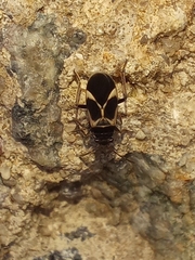 Ochrimnus cinctipennis