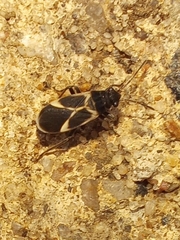 Ochrimnus cinctipennis