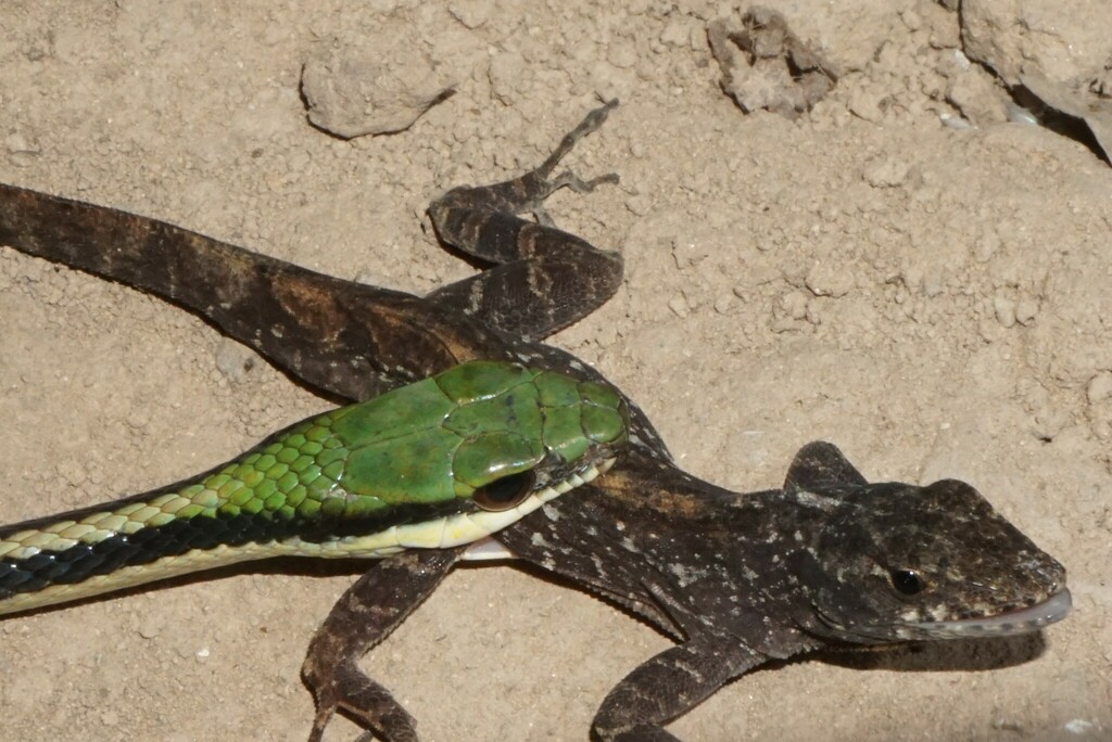 Striped Lowland Snake from Col Dantillo, La Ceiba, Honduras on October