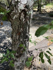 Alnus oblongifolia