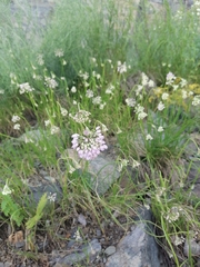 Allium rubens