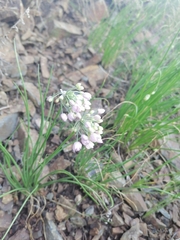 Allium rubens
