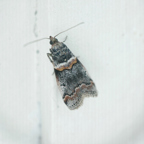 Tricolored Acrobasis Moth photo 2