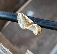 Habrosyne pyritoides