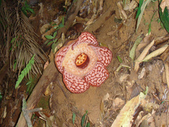 Rafflesia cantleyi