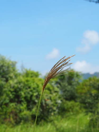 Image of Saccharum Formosanum (Saccharum formosanum) by no rights reserved