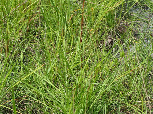Image of Saccharum Formosanum (Saccharum formosanum) by no rights reserved