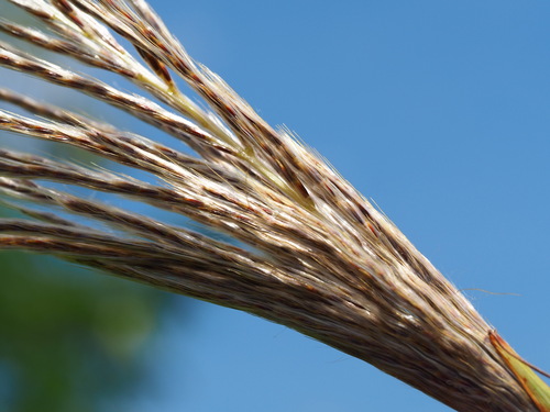 Image of Saccharum Formosanum (Saccharum formosanum) by no rights reserved