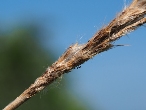 Image of Saccharum Formosanum (Saccharum formosanum) by no rights reserved