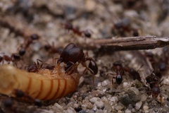 Pheidole pilifera