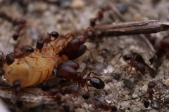 Pheidole pilifera
