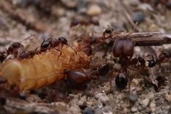 Pheidole pilifera