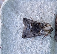 Abrostola tripartita