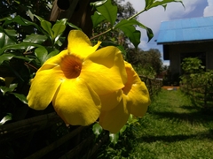 Allamanda schottii