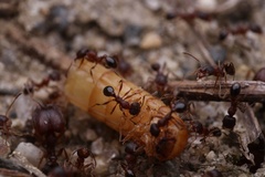 Pheidole pilifera