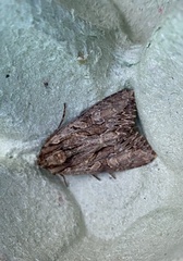 Apamea monoglypha
