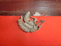 Paraleptomenes miniatus