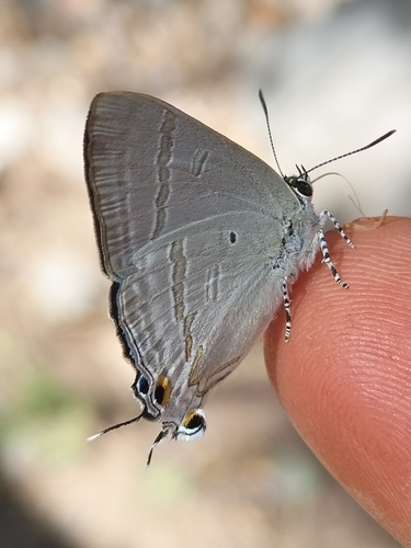 Black-spotted Flash