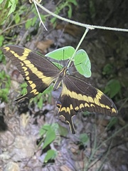 Heraclides aristodemus