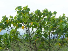 Hibiscus makinoi
