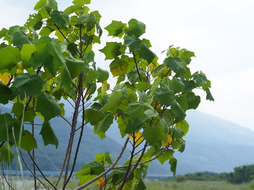 Image of Hibiscus makinoi by no rights reserved