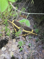 Heraclides aristodemus