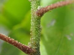 Hibiscus makinoi