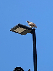 Buteo jamaicensis