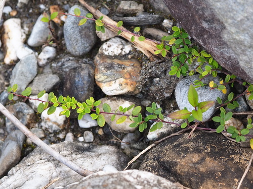 Image of Berchemia lineata by no rights reserved