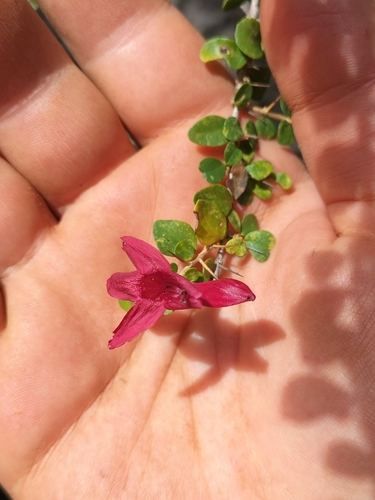 Image of Scarlet Fuchsia (Graptophyllum excelsum) by (c) Matthew Borella, some rights reserved (CC BY)