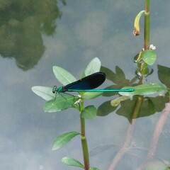 Matrona basilaris