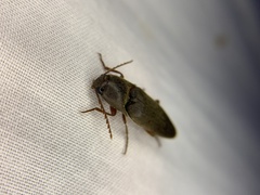 Diplostethus texanus