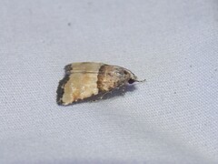 Cobubatha dividua