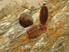 Jaera albifrons