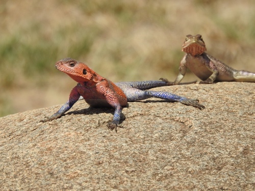 Agama mwanzae