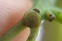 Cinnamomum parthenoxylon