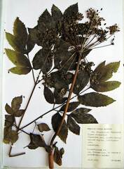 Angelica cincta