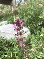 Pedicularis verticillata