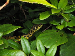 Protobothrops jerdonii