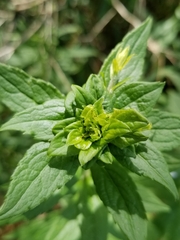 Asphondylia rosulata